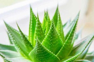 芦荟如何科学浇水（正确浇水，让芦荟健康成长）