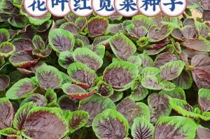 红苋菜种植全攻略（时间、方法、注意事项一网打尽）