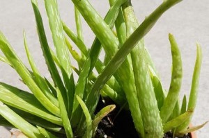 冬天如何养殖芦荟？（冬季芦荟养殖技巧分享，助您获得丰收）