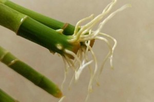 如何水养竹子黄叶子（从根源改善竹子黄叶情况，让竹子焕发绿意）