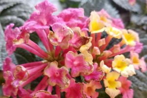 五色梅多肉开花养护技巧（打造繁花盛开的五色梅小天地）