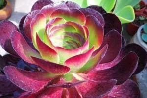 冬天法师叶子变软了怎么办？（保护法师叶子的秘诀，让冬天更美好）