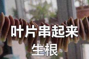 多肉叶插快速生根的方法与技巧（掌握关键步骤，助你成功繁殖多肉植物）