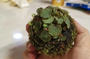 姬虎耳养护指南——打造健康美丽的植物（了解姬虎耳的生长特点与养护技巧，助您成功照料这一迷人的植物）