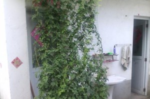 蔷薇为何只长叶子不开花？——寻找处理方法（缺水、施肥不当、病虫害困扰、日照不足等问题分析）