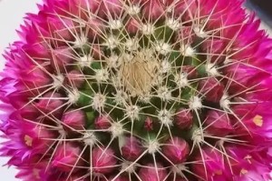 《白毛的仙人球养护指南》（仙人球白毛的品种、养护技巧和常见问题解答）