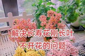长寿花四季开花的秘诀（掌握关键养殖技巧，让长寿花常年绽放）