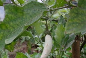 茄子的肥料管理方法（喜欢施什么肥料？怎样施肥效果更好？）