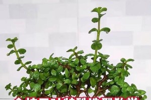 金枝玉叶肥料施用指南（打造健康丰盈的植株，让花园更加美丽）