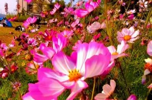 格桑花的意义与象征（藏地的花，心灵的寄托）