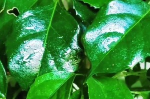 遇到伞树掉叶子怎么办？（了解掉叶原因，合理护理你的伞树）