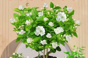 如何正确养护新买的茉莉花（从选择到养护，一步步教你打造美丽茉莉花园）