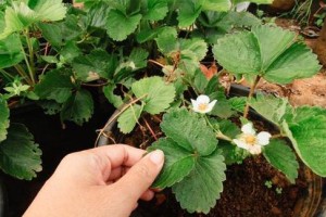 草莓——一种多年生植物（种植技巧、营养成分及常见问题解析）