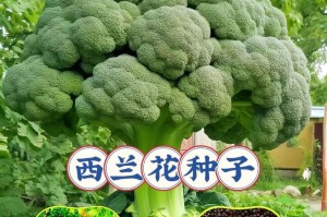 如何种植兰花种子（从选种到开花全程指南）