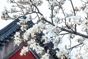 白玉兰开花时间及频次调查（探究白玉兰开花季节以及一年开几次花，为爱花人士提供种植参考）