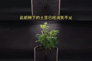 芦荟叶的种植方法（打造自己的芦荟园，健康生活从芦荟叶开始）