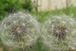 揭开蒲公英种子的神秘面纱（探究蒲公英种子的形态、结构及生长过程）