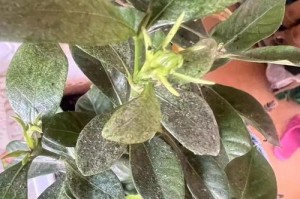 栀子花剪枝后的消毒方法及注意事项（确保健康，让栀子花焕发生机）