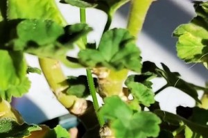 冬天如何正确养护水培花？（水培花在寒冷的冬季需要特别的关爱和保护）