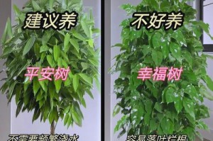 如何正确浇水养护平安树？（掌握关键的浇水技巧，让平安树茁壮成长）