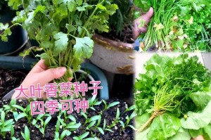 家庭香菜种植指南（从种子到香菜，成功种植的关键在于细节）