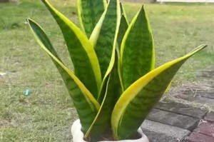 怎样浇水才能养好金边虎皮兰？（金边虎皮兰养护小技巧，让你的盆栽更健康）