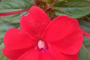 如何养护凤仙花开出艳丽花朵（从选种、浇水、肥料到剪枝，全面指导你打造美丽花园）
