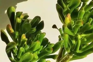 冬天里的植物怎么养（寒冬蓄势待发的绿意）