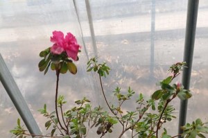 花卉剪枝指南（掌握正确的剪枝技巧，让花卉更美丽更健康）