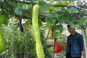 砍瓜种植技巧解析（掌握砍瓜最佳种植时间，丰收轻松易得）