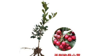 枸骨盆栽的养殖指南（打造绿意盎然的室内小园林）