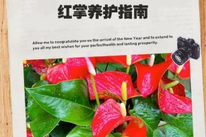 红掌土壤的培育与管理（打造丰饶红掌土壤的关键技巧与要点）