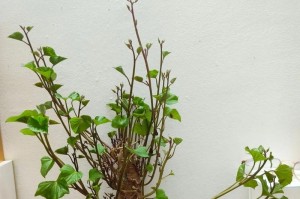 番薯盆栽种植指南（轻松在家种植健康美味的番薯）