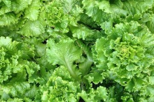生菜肥料施用指南（科学施肥让生菜健康茁壮）