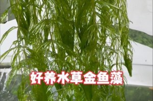 金鱼藻的生长环境（探寻金鱼藻在自然中生长的秘密）