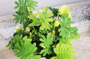 含羞草换盆与养护指南（让你的含羞草焕发勃勃生机）