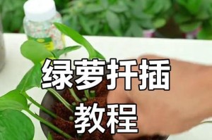 绿萝扦插技巧详解（最佳扦插时间、易生根的方法和注意事项）
