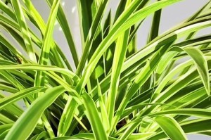 如何给金边吊兰施肥？（选择最合适的肥料让你的吊兰更健康）