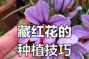 以藏红花种球收获金色收益（种植藏红花种球的步骤与技巧）