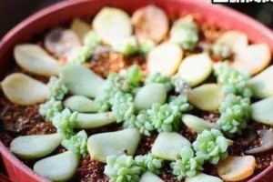 以静夜怎么繁殖（探索在安静夜晚中繁衍生息的生物之谜）