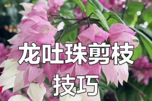 如何养好以龙吐珠植物（一年开几次花的关键因素及养护要点）