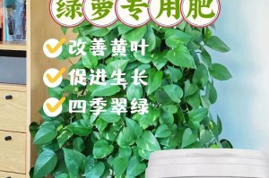 绿萝肥壮的养殖方法（掌握关键因素，让绿萝茁壮成长）