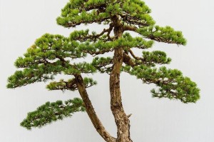 罗汉松的养护方法详解（易养、耐寒、美观，罗汉松让你轻松打造私家森林）