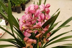 夏天大花卉兰的养殖技巧（打造绚丽夏日花园的秘密武器——夏天大花卉兰养护指南）