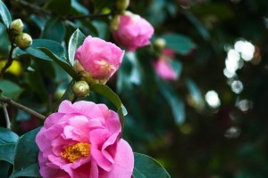 茶花是属于什么植物？（搞清楚茶花的身份，让你更懂美丽。）