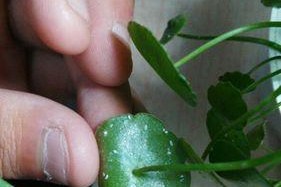铜钱草虫害防治方法大全（战胜铜钱草害虫的有效措施及关键技巧）
