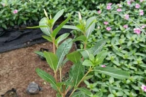 长春花的象征意义（春天的希望与美好）