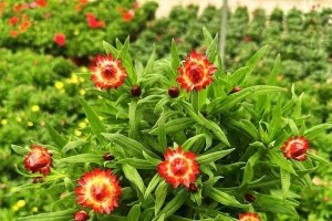 麦秆菊种植指南——打造美丽的花园（了解麦秆菊的生长特点，从种植到养护的全面指导）