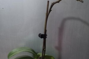 蝴蝶兰根烂了怎么换盆（教你如何正确更换蝴蝶兰的盆土和盆器）