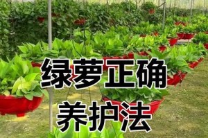 绿萝过多浇水的处理方法（绿萝受过度浇水影响的原因及处理技巧）